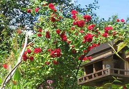 Hallenberg