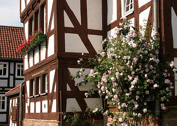 Rosen am Rathaus